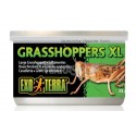 Grasshopper XL dried in a can 34g EXO TERRA