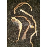 Liana root 30-50cm