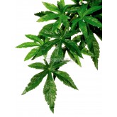 Plant Abutilon SMALL EXO TERRA