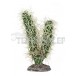 Kaktus Simpson