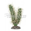Kaktus Simpson Hobby