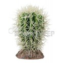 Great Basin Cactus HOBBY