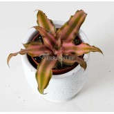 Neoregelia pink pointed