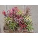 Neoregelia pink pointed