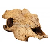 Skull buffalo hiding place for terrarium EXO TERRA