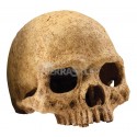 Skull of primates hiding place for terrarium EXO TERRA