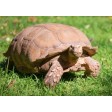 Terrarium dla żółwia