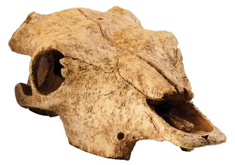 Czaszka bawola kryjówka do terrarium EXO TERRA