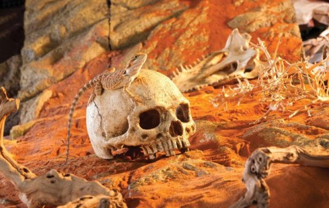 Czaszka naczelnych kryjówka do terrarium EXO TERRA