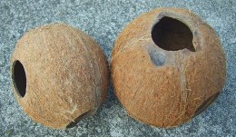 Domek kokosowy 1/1 orzecha, nieszczotkowany