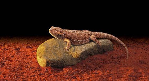 Kamień grzewczy HEAT WAVE ROCK EXO TERRA