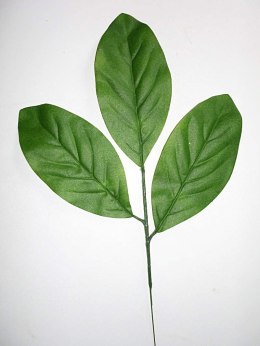 Migdałecznik liście 25cm