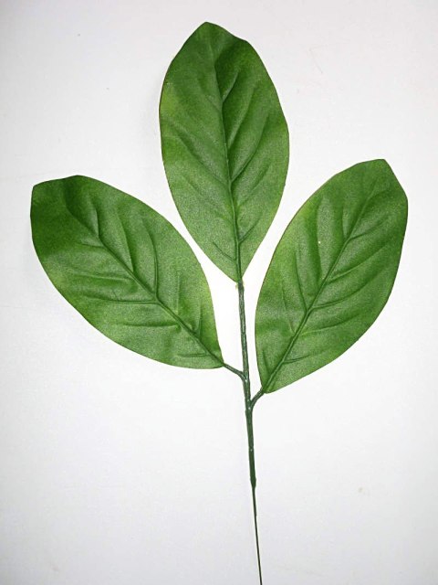 Migdałecznik liście 25cm