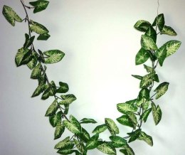 Syngonium Nepthytis pnącze 1,75 m