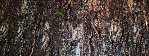 Tło do terrarium kora 1m REPTI GOOD