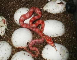 Wermikulit vermikulit do inkubacji jaj 4L