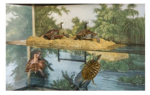 Wyspa dla żółwia, żaby, traszki MINI - LARGE ZOO MED