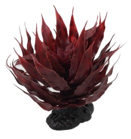 Agawa sukulent czerwony 18cm REPTI PLANET