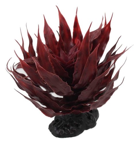 Agawa sukulent czerwony 18cm REPTI PLANET