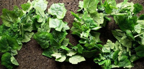 Bluszcz pnącze 250cm