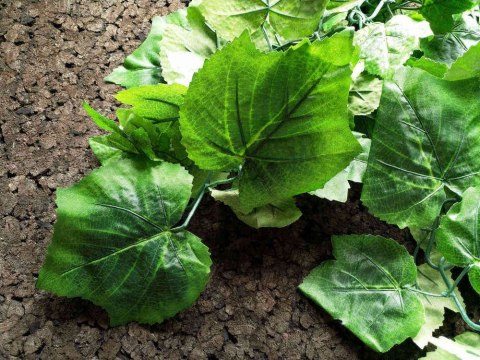 Bluszcz pnącze 250cm