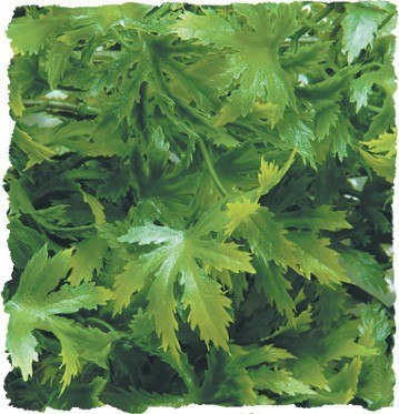Cannabis LARGE 56cm ZOO MED