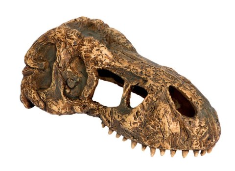 Czaszka tyranozaura T-REX mała EXO TERRA