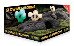 Grzyby świecące na skale EXO TERRA