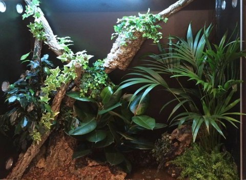 Jungle Dawn żarówka LED ARCADIA