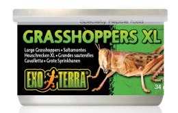 Konik polny XL suszony w puszce 34g EXO TERRA