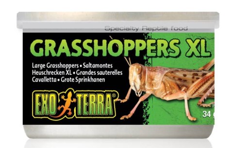 Konik polny XL suszony w puszce 34g EXO TERRA