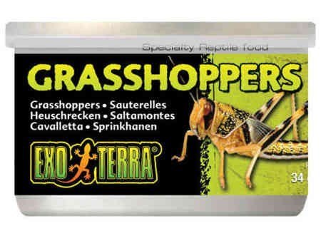 Konik polny suszony w puszce 34g EXO TERRA