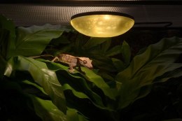 Lampka LED nocna Full Moon EXO TERRA