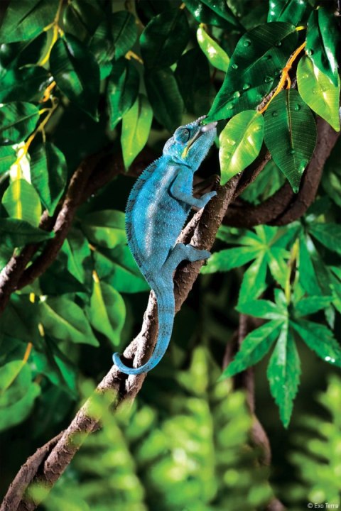 Liana 200cm Vine Jungle Large EXO TERRA