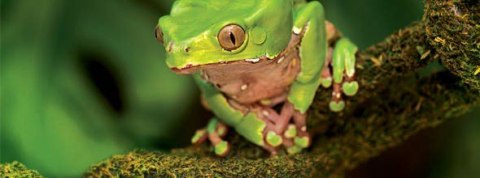 Liana z mchem 200cm Moss Vine Small EXO TERRA