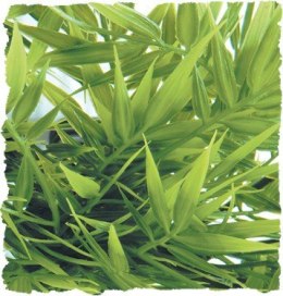 Madagascar Bamboo SMALL ZOO MED