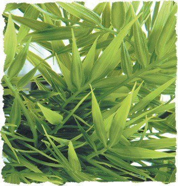 Madagascar Bamboo SMALL ZOO MED