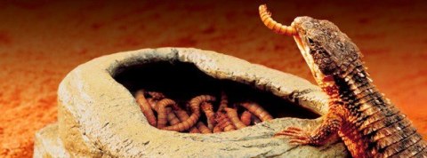 Miska na żywy pokarm WORM DISH EXO TERRA