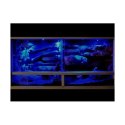 Night Sky nocne LED LUCKY REPTILE