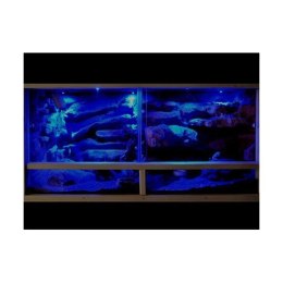 Night Sky nocne LED LUCKY REPTILE