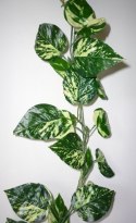 Pothos pnącze 1,75m