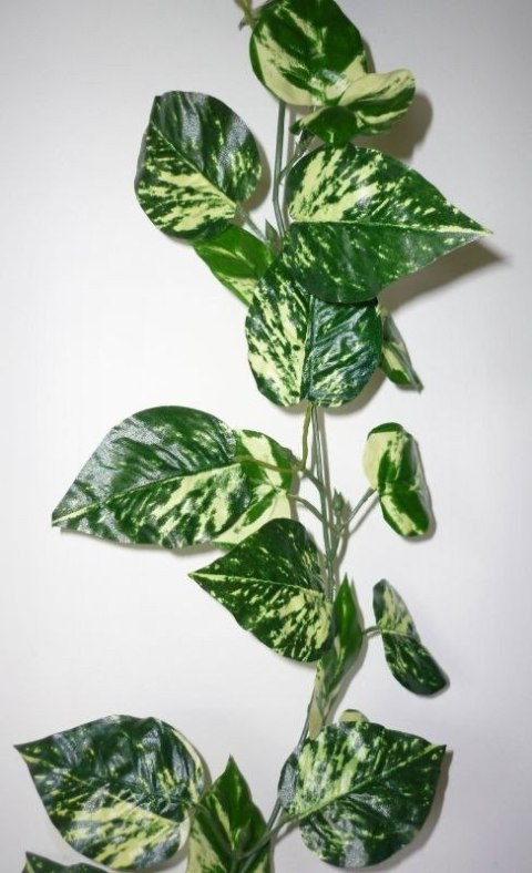 Pothos pnącze 1,75m