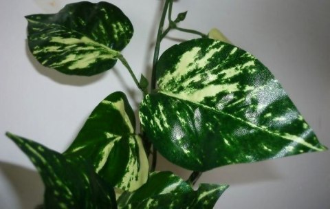 Pothos pnącze 1,75m