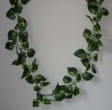 Pothos pnącze 1,75m