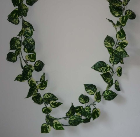 Pothos pnącze 1,75m