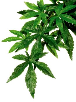 Roślina Abutilon MEDIUM EXO TERRA