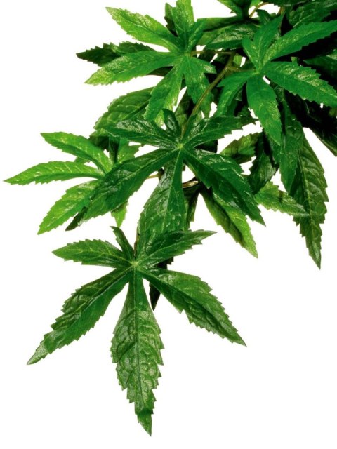 Roślina Abutilon SMALL EXO TERRA