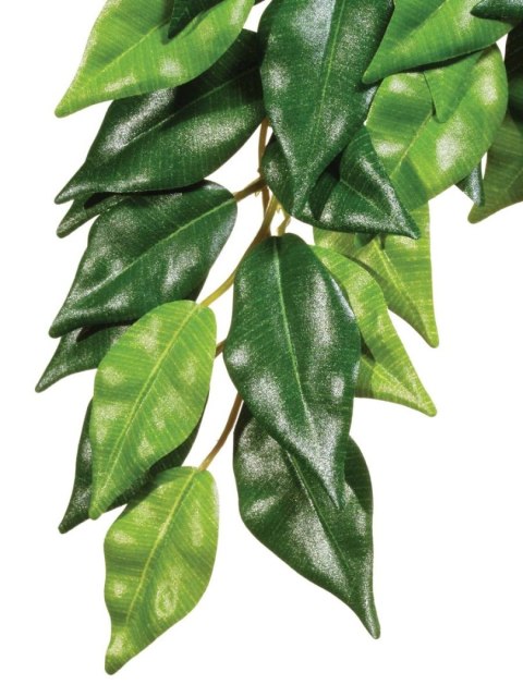 Roślina Fikus średnia EXO TERRA