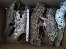 Tuba dębu korkowego 10/30cm