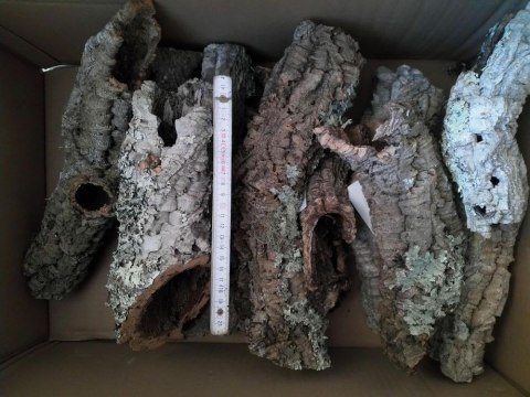 Tuba dębu korkowego 10/30cm